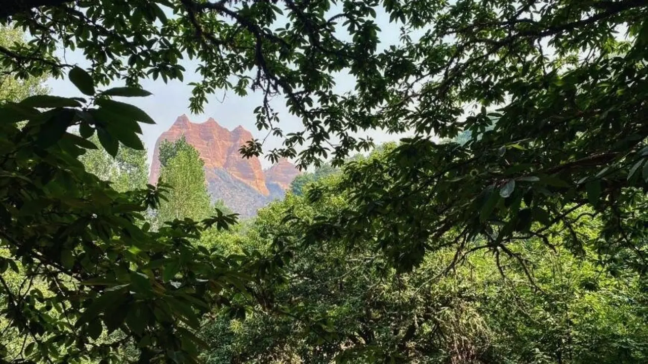 La Fundación Las Médulas recorre el abrasado paraje Patrimonio de la Humanidad berciano y encuentra pequeños resquicios de esperanza como la supervivencia de varios castaños centenarios. Foto: Fund. Las Médulas