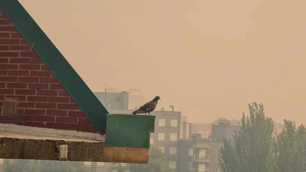 Una paloma, en un tejado de León, con el cielo completamente cubierto por el humo este domingo.