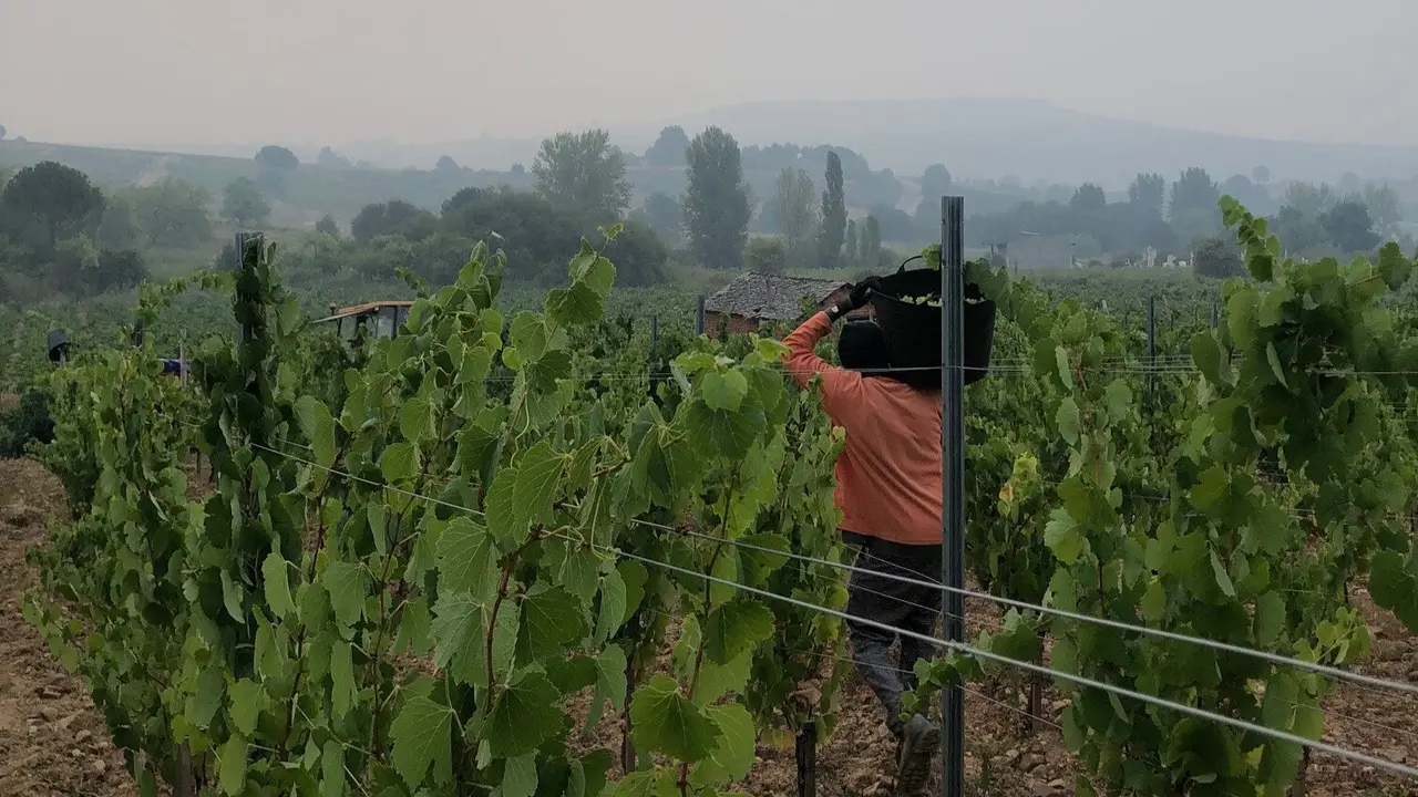 Comienzo de la vendimia en la Bodega Luzdivina Amigo, en Parandones (León)
