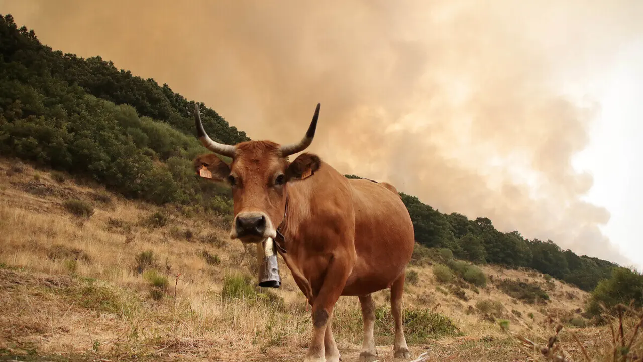 El incendio de Fasgar amenazó a las poblaciones de Villapujín, Barrio de la Puente y Posada de Omaña, entre otras.