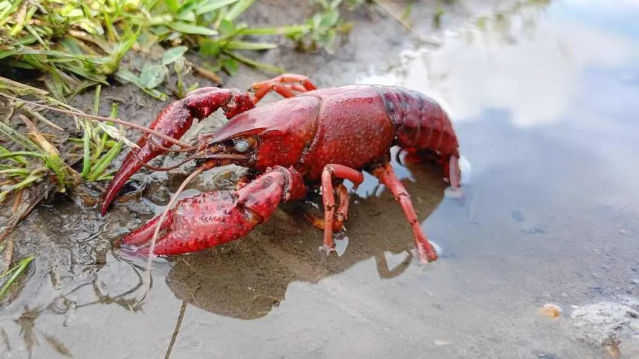 El cangrejo rojo, una de las especies invasoras.