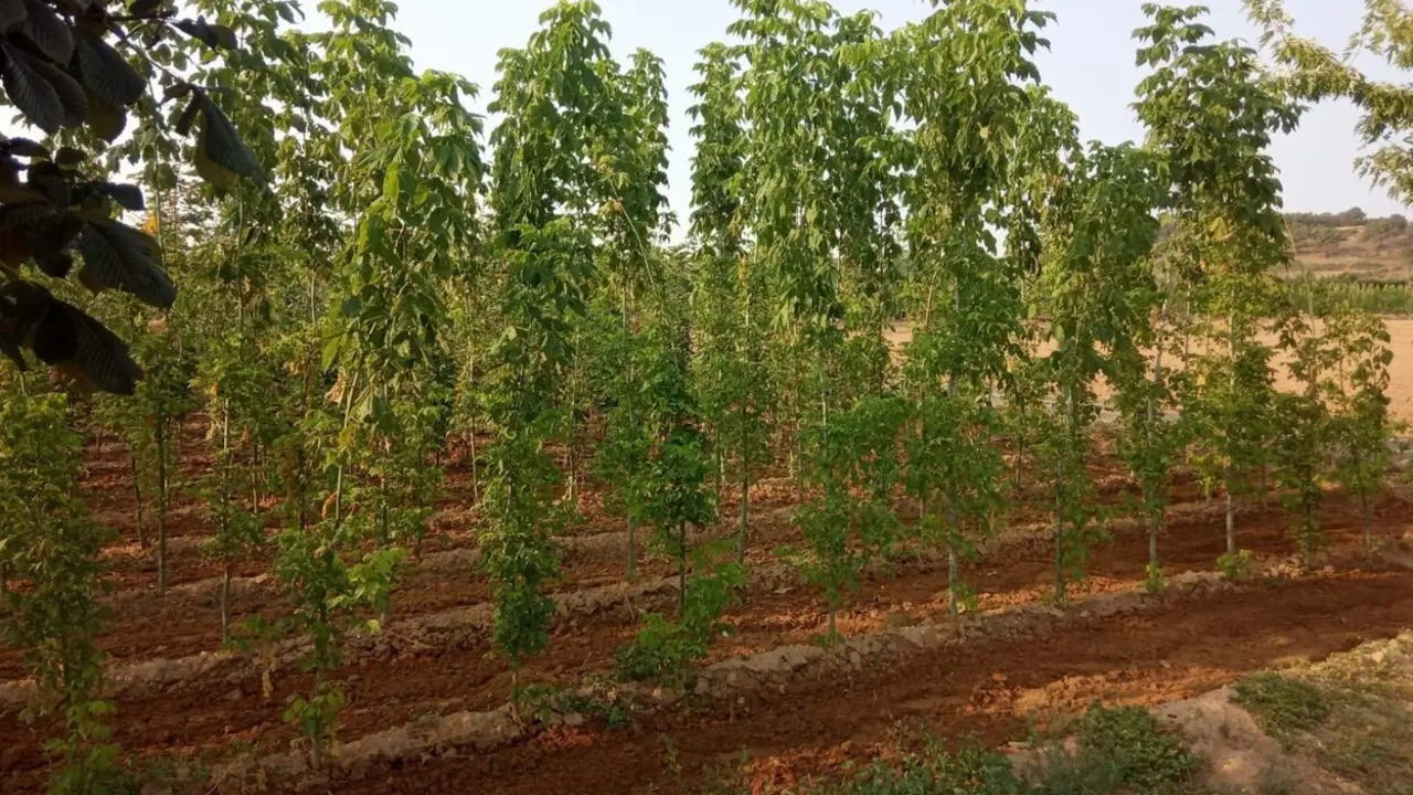 Vivero 1 1