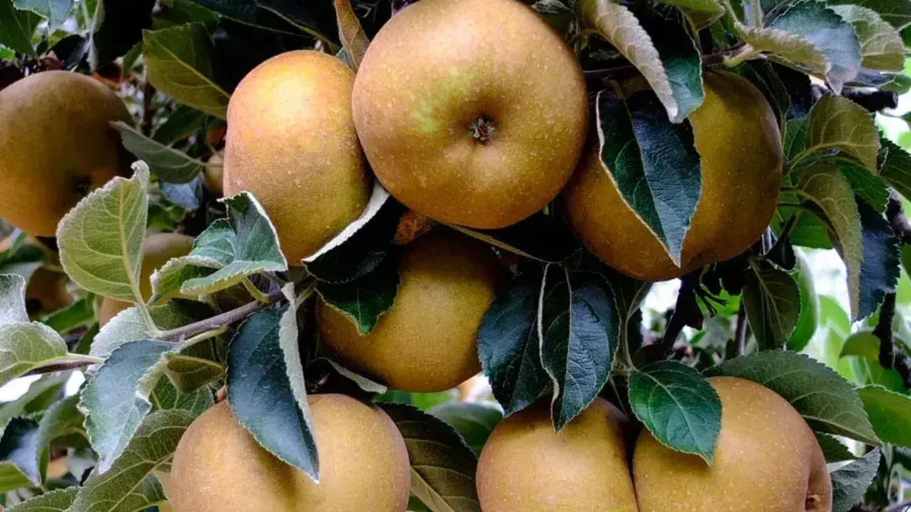 Manzana Reineta del Bierzo.