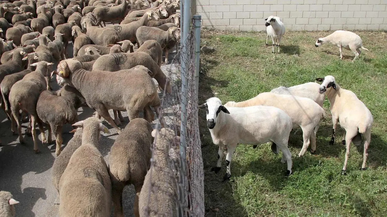 Un rebaño de 2.500 ovejas atraviesa León buscando nuevos pastizales; la imagen corresponde al viaje de ida. Foto: Peio García