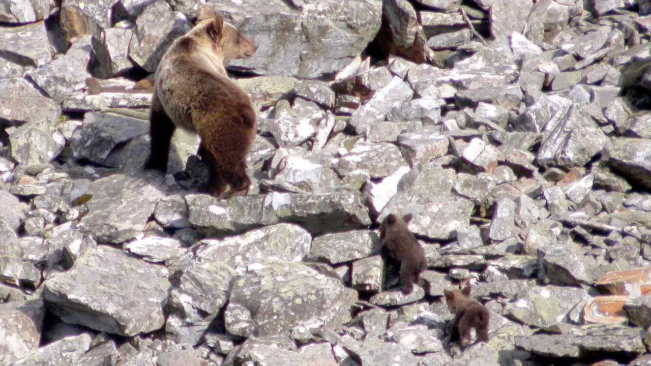 Osa con dos crías fotografiada en la primavera de 2006 en el norte de León