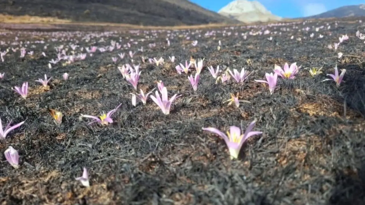 Flores de 'quitameriendas' comienzan a brotar entre las cenizas de los incendios forestales en la montaña leonesa. Foto: Valle de Valdeón
