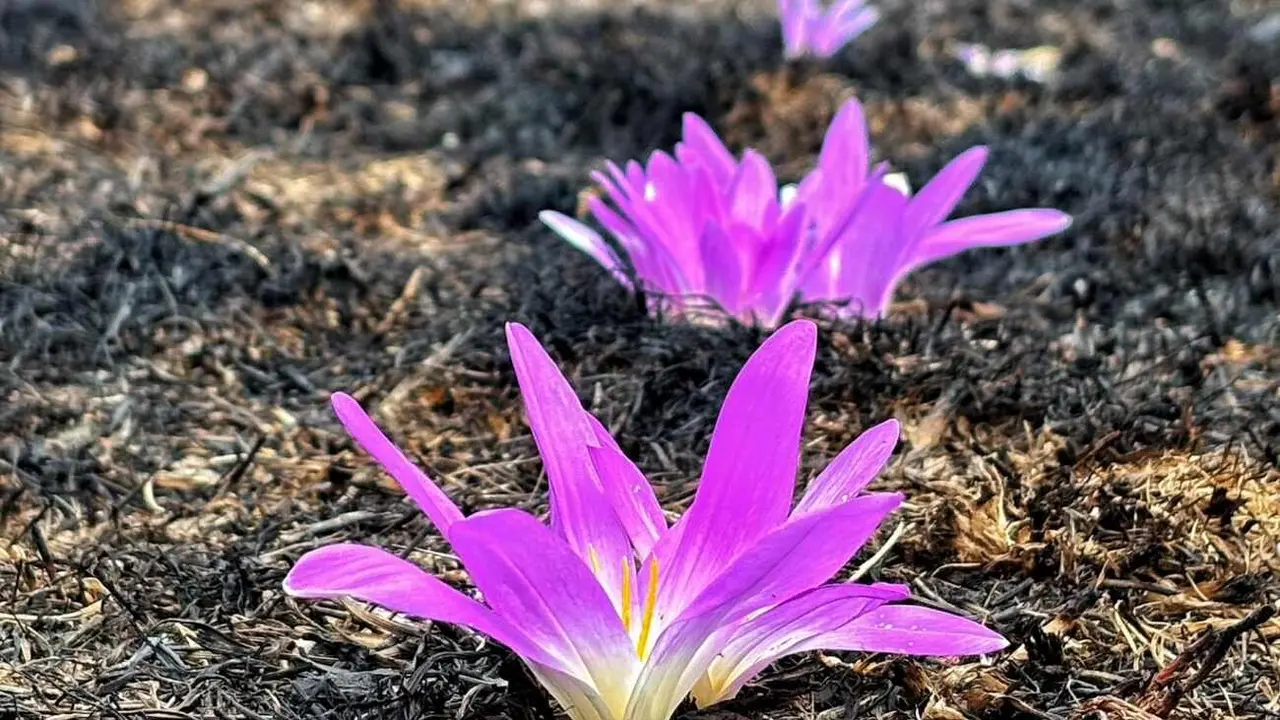 Flores sobre cenizas. Fotografía de Carlos Fernández Morán.