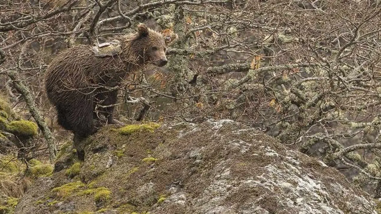 Imagen del oso Barniedo con sus geolocalizadores.