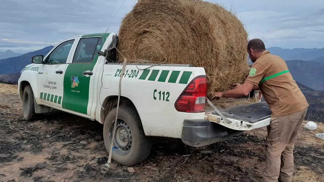 Celadores de Medio Ambiente de la Reserva Regional de Caza de Riaño (León) depositan alimento para la fauna silvestre en terrenos incendiados