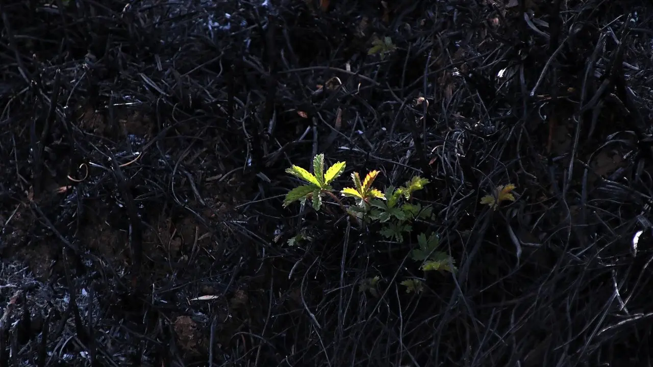 En medio de la desesperación crece la esperanza. Entre el caos, brotes verdes.  Las imágenes recogidas por el fotógrafo Peio García en la localidad de Castrocalbón evidencian el duro proceso de reconstrucción tras el atroz fuego de este verano.