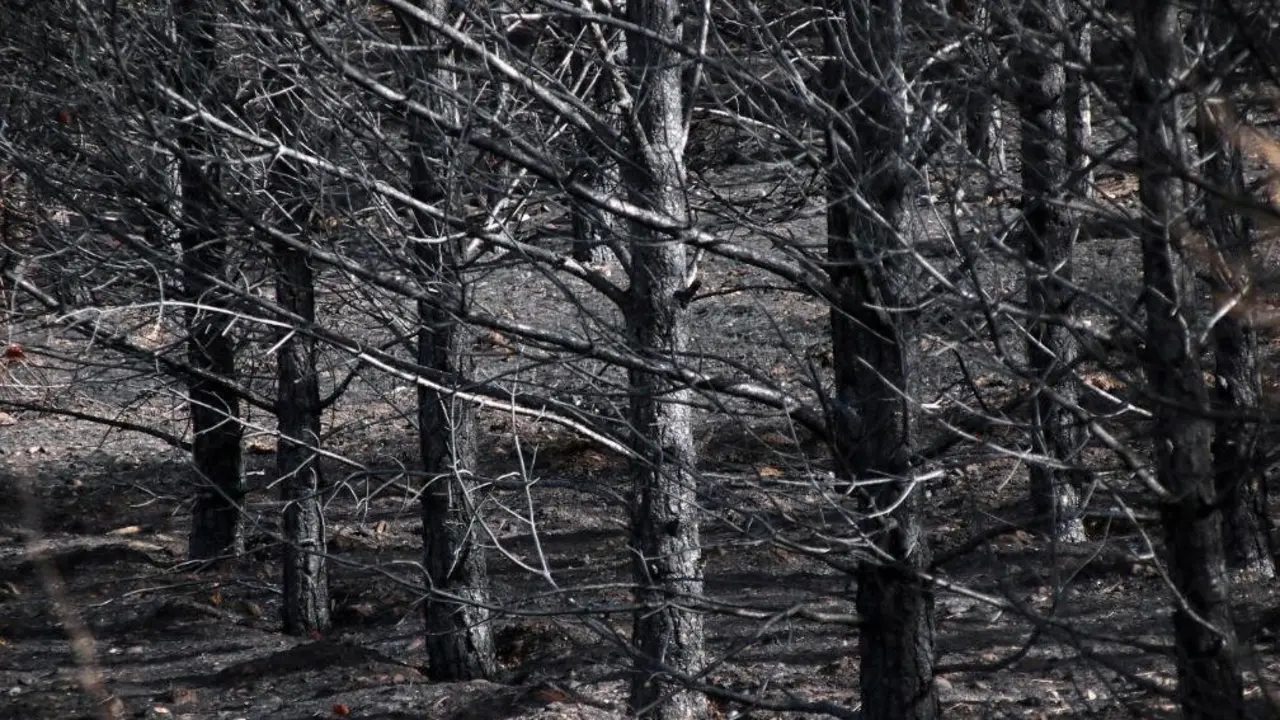 Algunas de las ayudas se aplican a daños por incendios forestales.