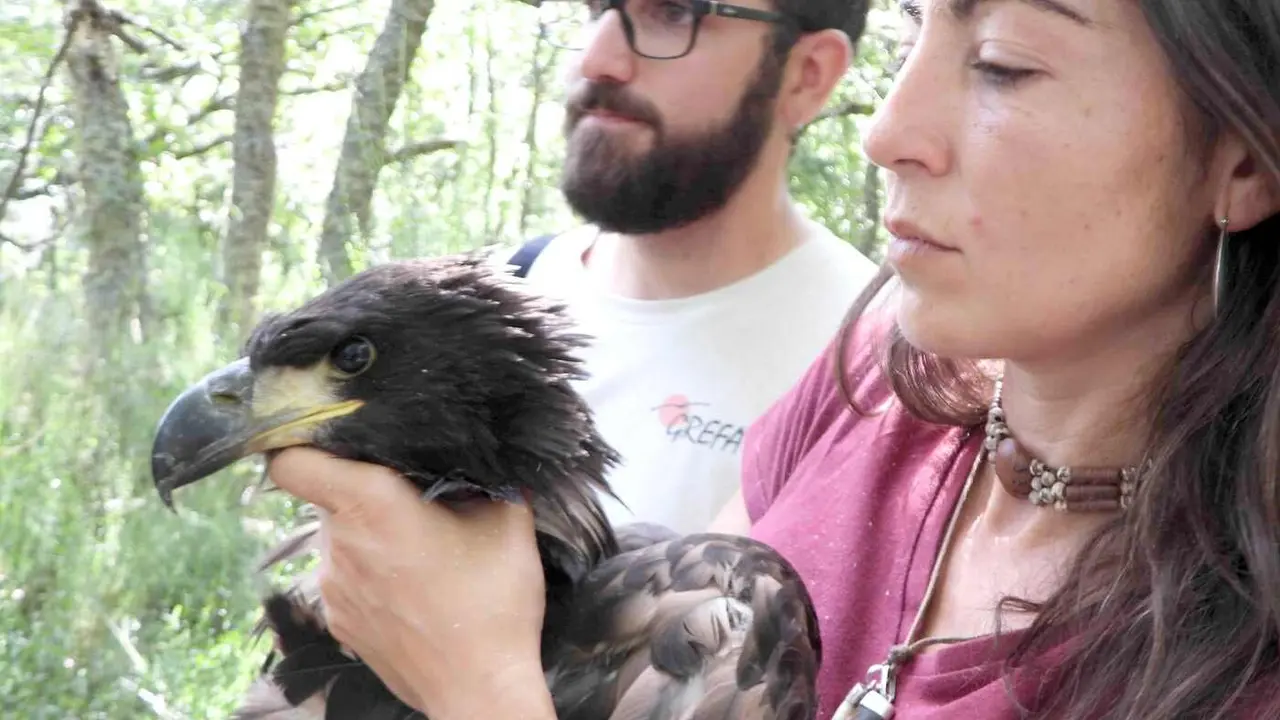 El nacimiento de un pigargo europeo en la provincia de León supone un “hito histórico” para la biodiversidad española tras la extinción de este águila en el país. La ubicación concreta del nido no se ha desvelado para evitar cualquier perturbación para esta pareja primeriza de esta especie y su pollo.