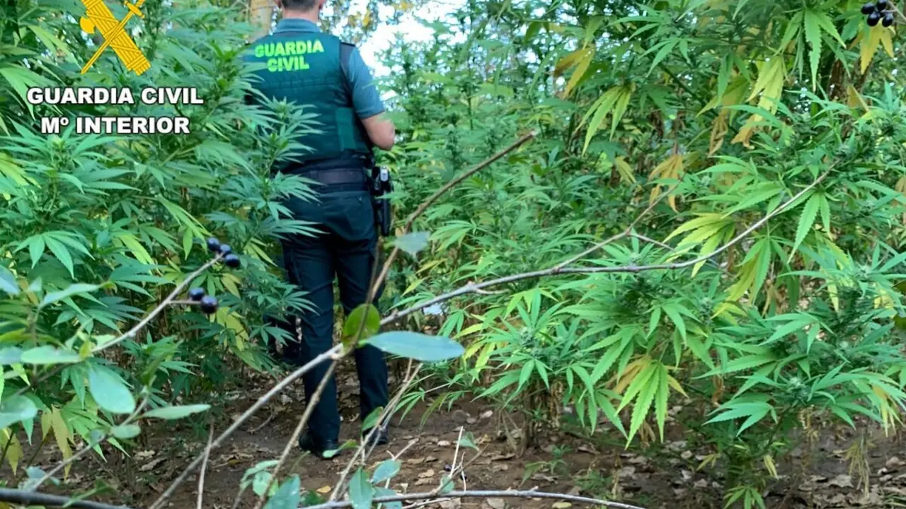 La plantación de marihuana localizada por la Guardia Civil se ubicaba en una zona de difícil acceso en Armunia. Foto: Guardia Civil