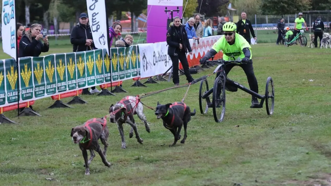 Tras el éxito de la pasada edición del Mushing Coyanza (en la imagen), este año la segunda edición se celebrará los días 18 y 19 de octubre en Valencia de Don Juan.