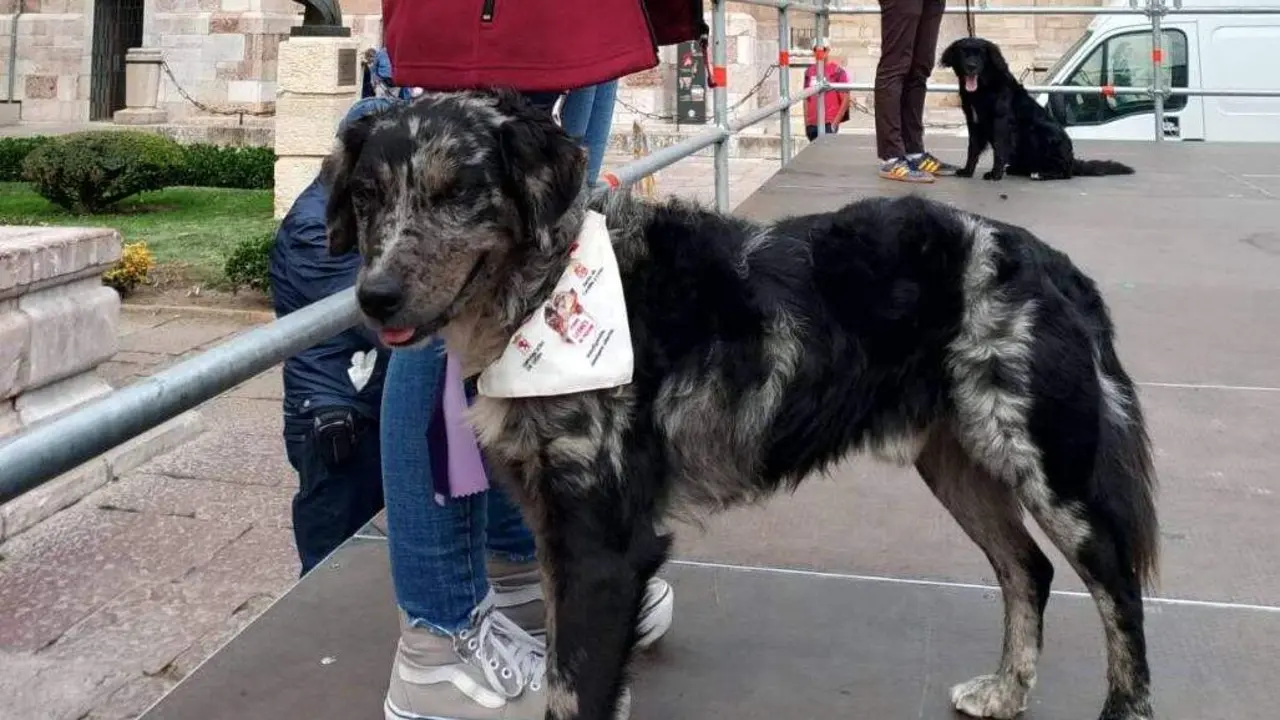 Muestra de perros de pastor leonés en San Isidoro.
