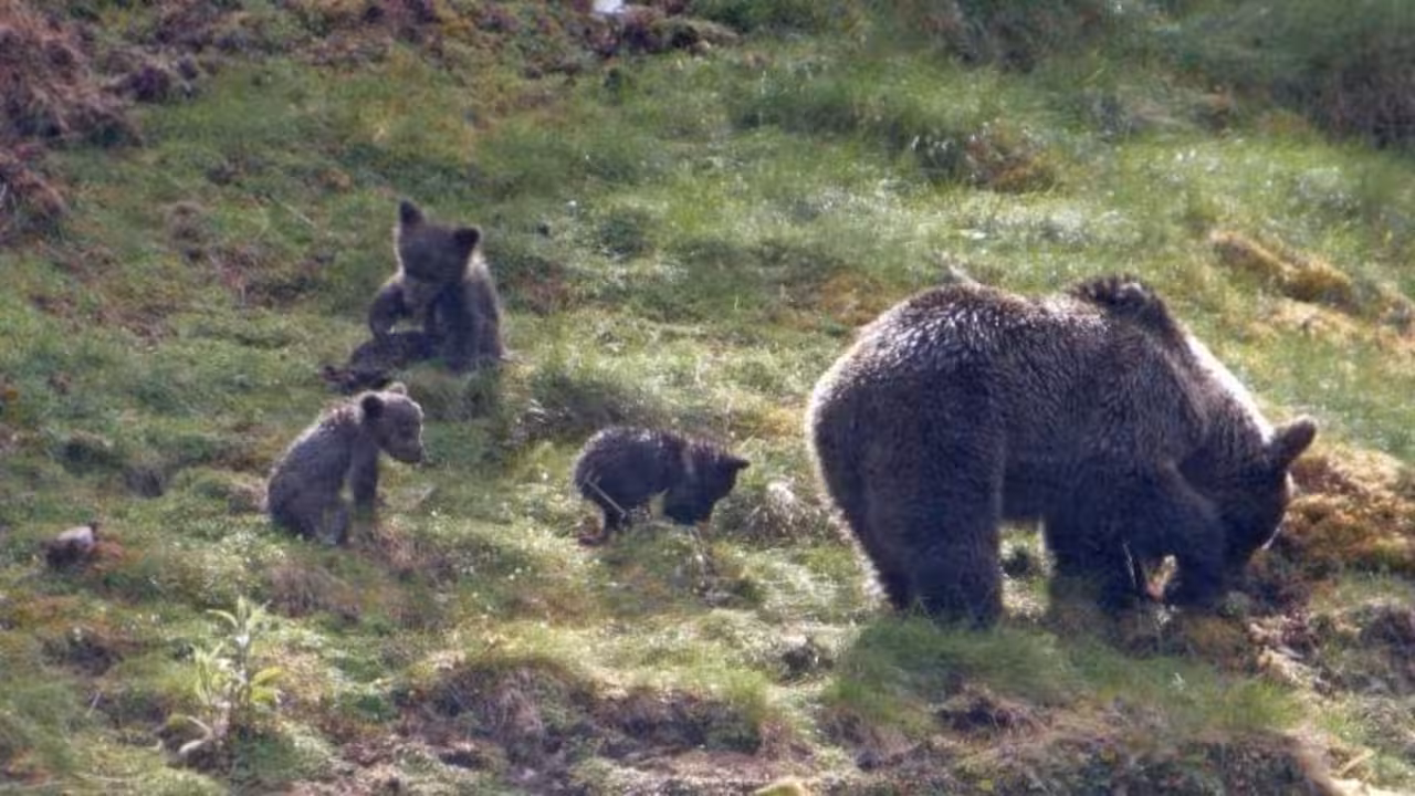 Un grupo de oseznos caminan por la montaña.