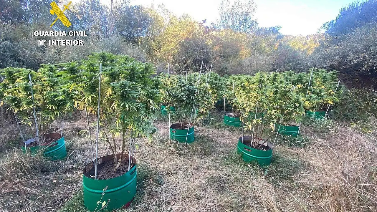 Imagen de la plantación localizada por la Guardia Civil.