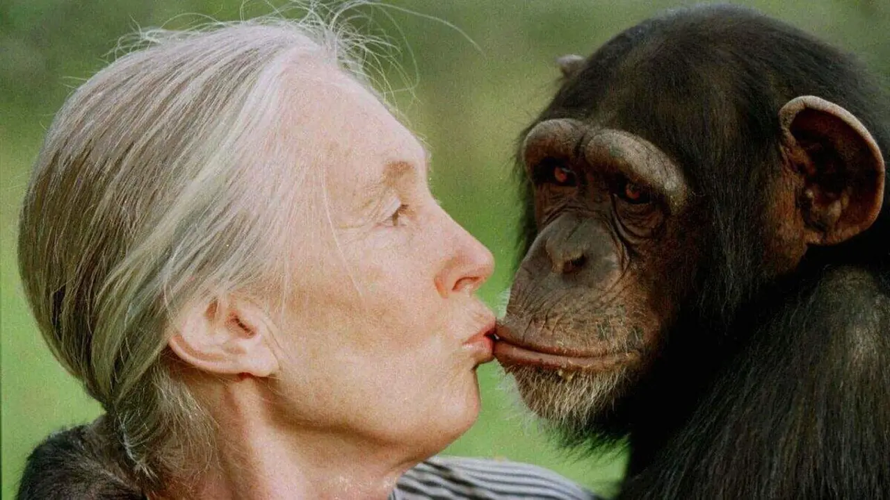 FILE - Jane Goodall kisses Tess, a female chimpanzee, at the Sweetwaters Chimpanzee Sanctuary near Nanyuki, north of Nairobi, on Dec. 6, 1997. (AP Photo/Jean-Marc Bouju, File) (FILE - Jane Goodall kisses Tess, a female chimpanzee, at the Sweetwaters C