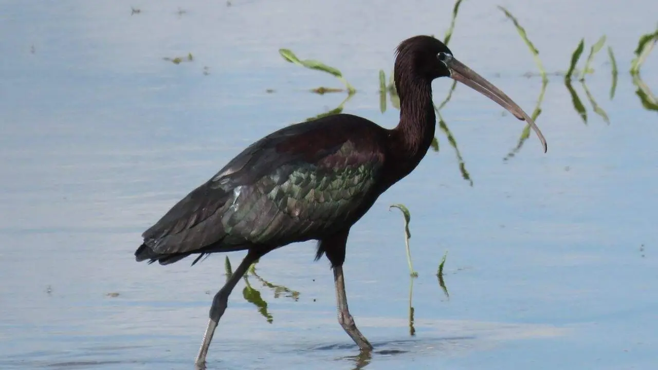 Ejemplar de morito, un ave que habita en las lagunas de Castilla y León