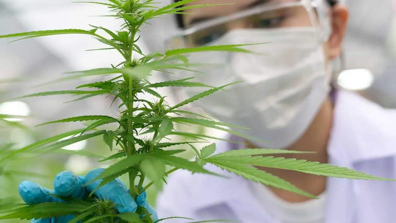 El Gobierno aprueba el uso del cannabis medicinal.