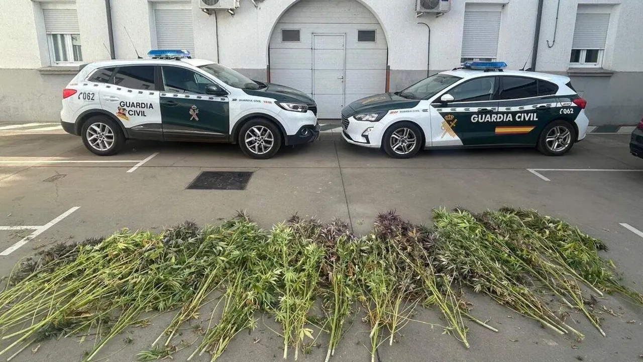 Las plantas de cannabis sativa decomisadas se encontraban en su "punto álgido" de recolección. Foto: Guardia Civil