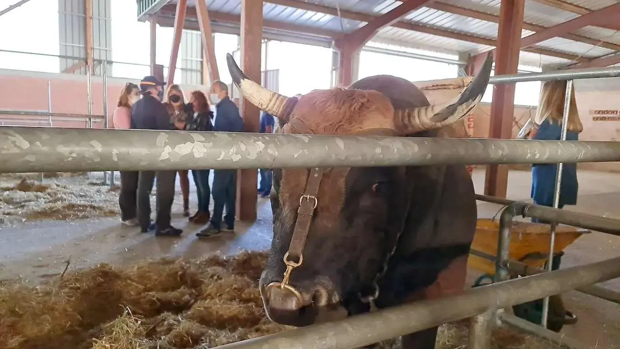 La 'Feriona', toda una seña de identidad en Villablino; ganado, medio millar de puestos y tradición. La cita es obligada.
