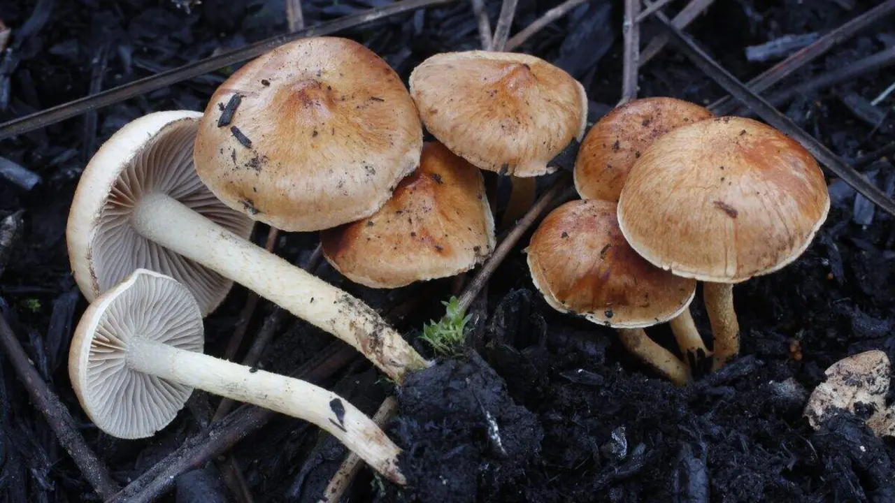 Ejemplares de Pholiota carbonaria. Foto: Ignacio Flórez