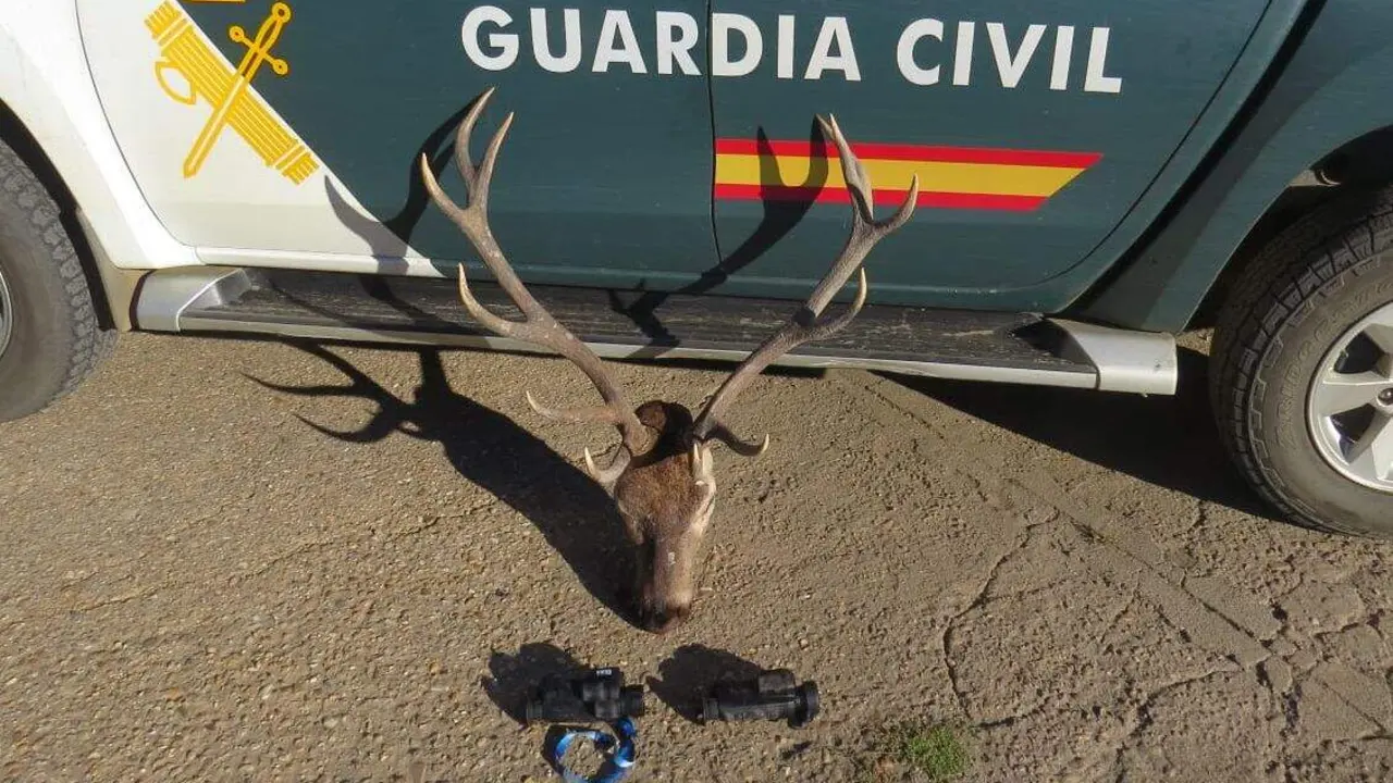 La cabeza de ciervo macho y los prismáticos térmicos incautados en dos operaciones en León. Foto: Seprona