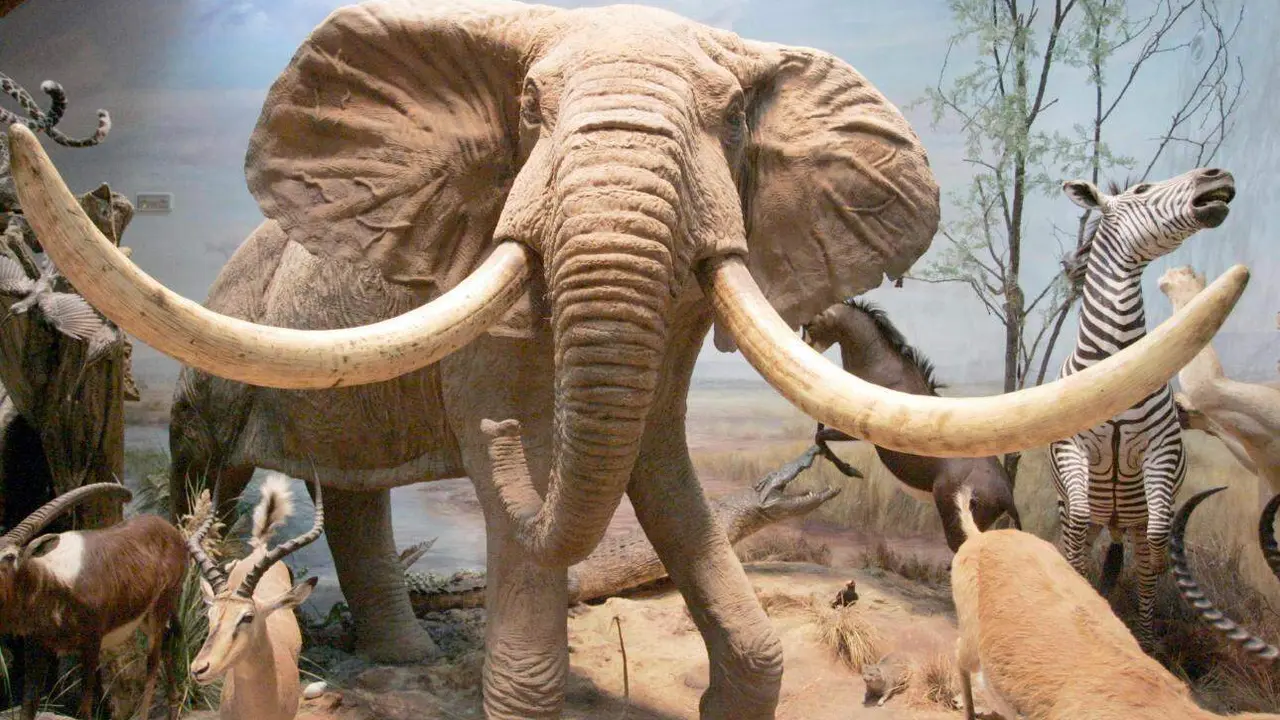 El Museo de la Fauna Salvaje de Valdehuesa celebra dos décadas como referente mundial. Más de 600.000 visitantes y 8.000 especies naturalizadas avalan los veinte años de vida de un espacio único en plena montaña leonesa. Fotos: Campillo y Peio García