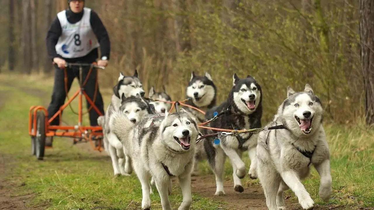 Mushing