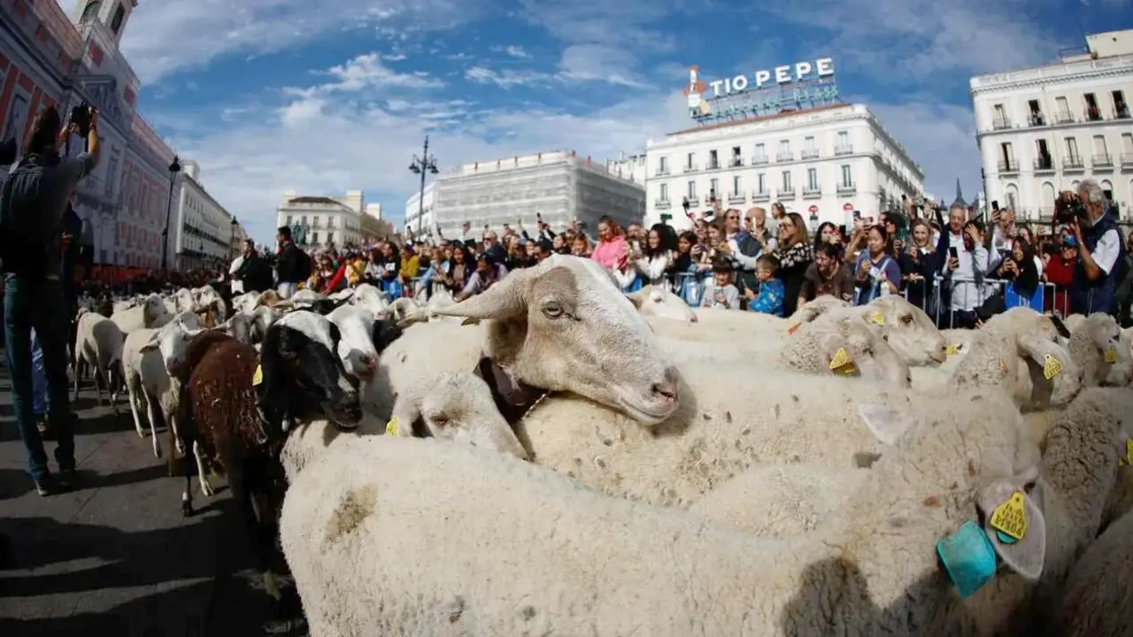 Imagen del rebaño recorriendo el centro de Madrid este fin de semana.