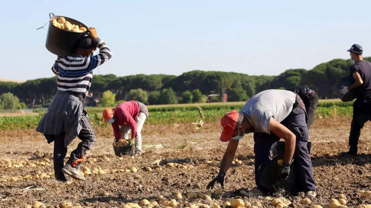 Varios jornaleros recogen patatas en una explotación de Villamarciel (Valladolid)