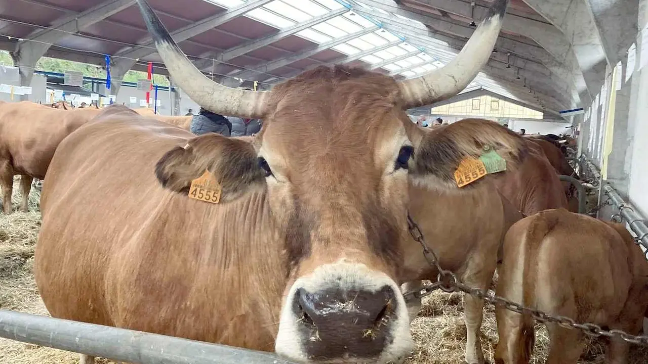 raza asturiana valles