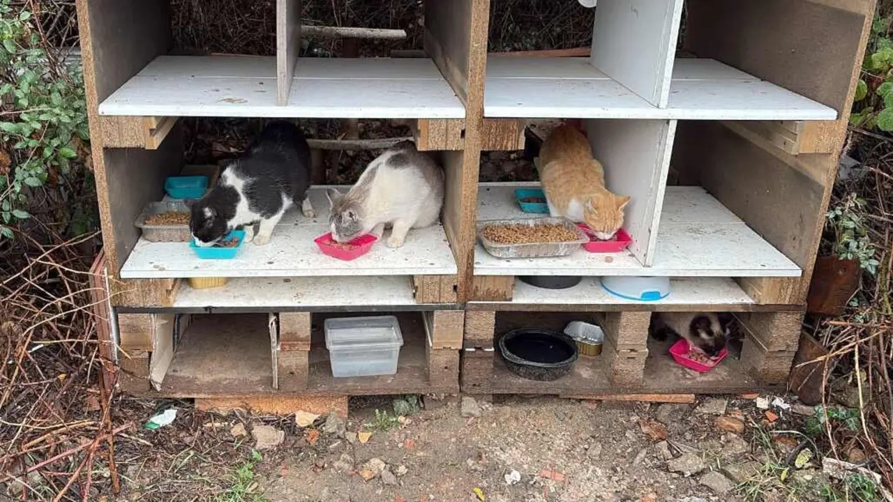 colonia felina