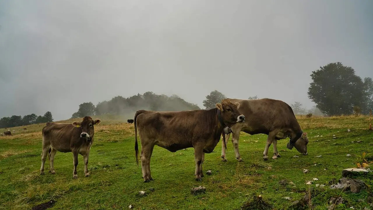 vacas