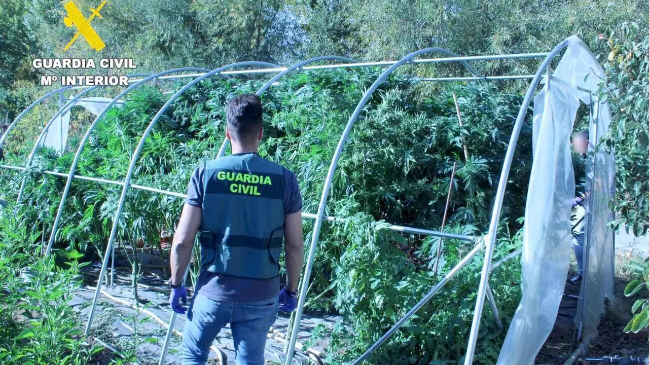 La plantación de marihuana localizada por la Guardia Civil.