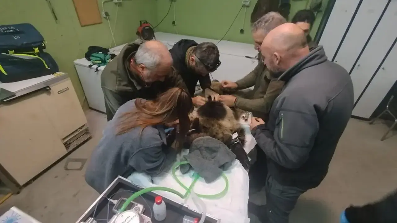 Reintroducida en el medio natural la osezna Alba, tras su adaptación los últimos tres meses en el recinto de aclimatación de osos pardos de la Junta en Valsemana, León. Foto: JCyL