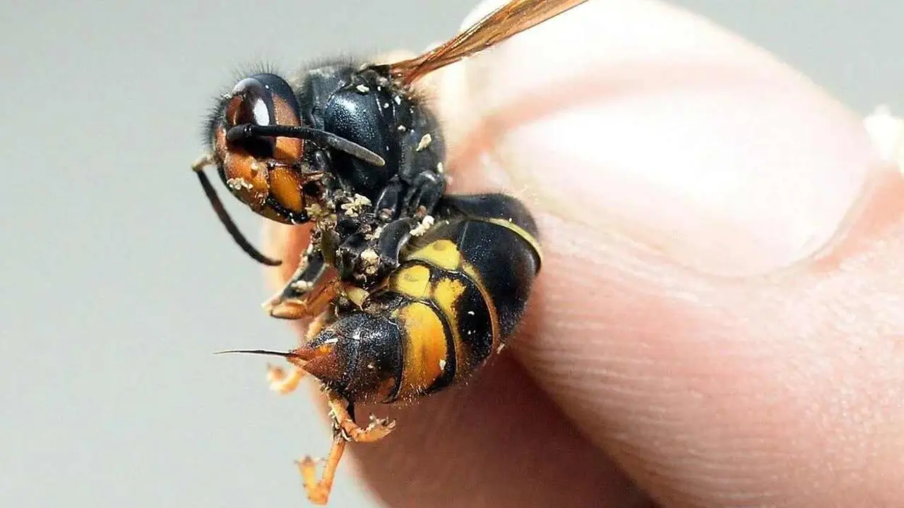 La Diputación impulsa la lucha frente al avispón asiático.