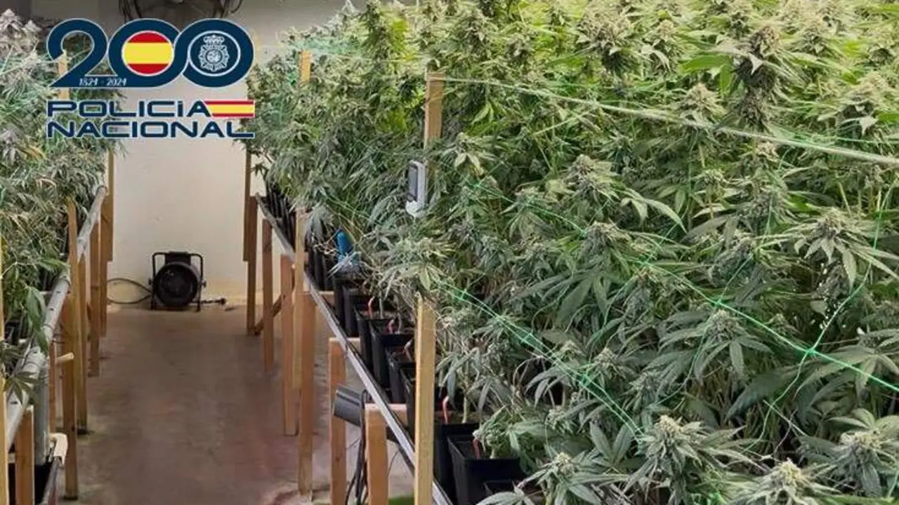 Más de 700 plantas marihuana intervenidas en Ponferrada en una operación con dos detenidos. Foto: Policía Nacional