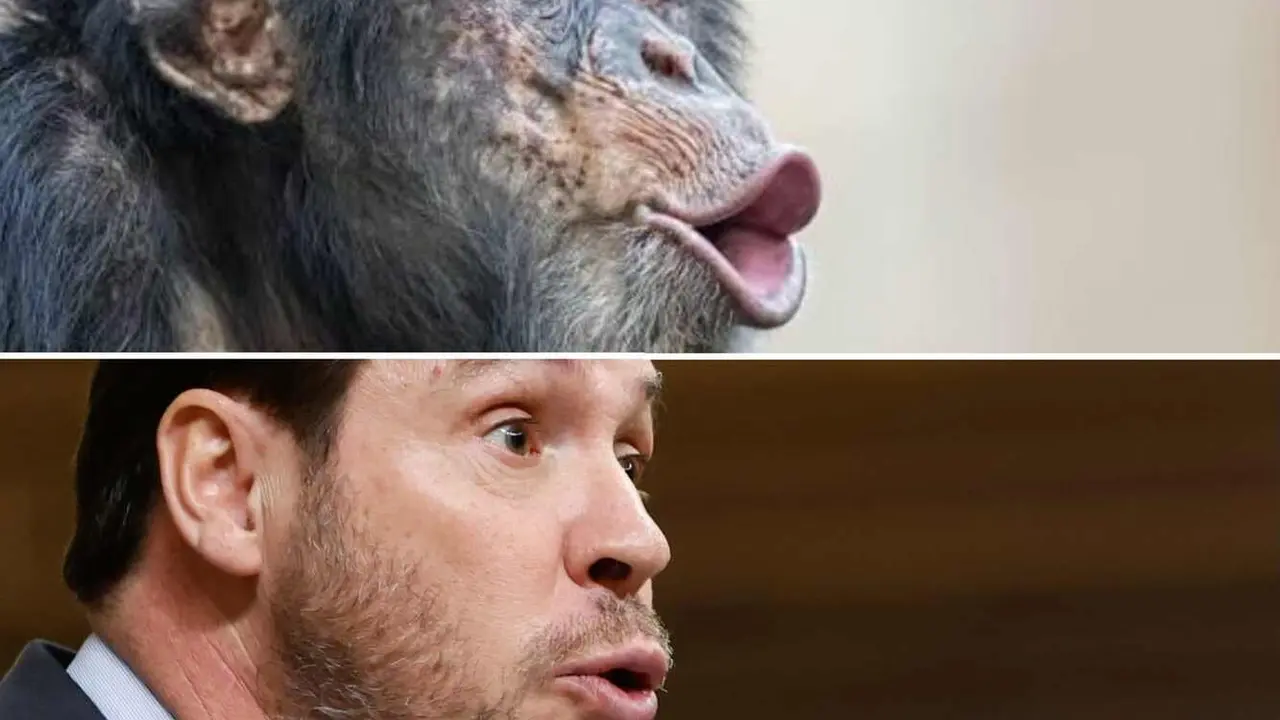 Imagen del tuit publicado por el PP y que, ahora sí, ha contado con el aplauso de Ester Muñoz.