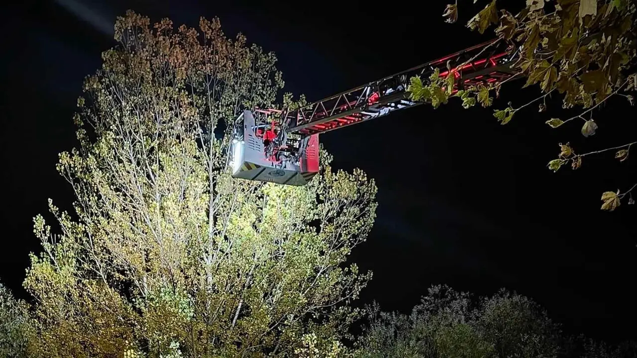 Efectivos de Bomberos León durante la retirada del nido gigante.