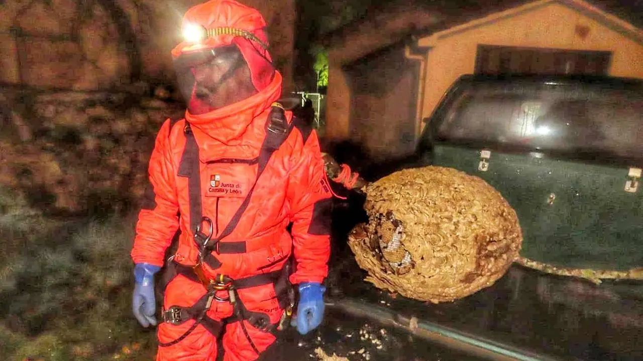 Imagen de un agente medioambiental retirando un nido de grandes dimensiones de avispa velutina.