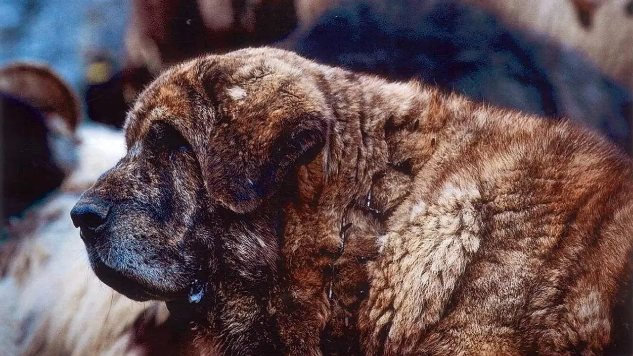 Imagen parcial del cartel que anuncia el concurso de mastines.