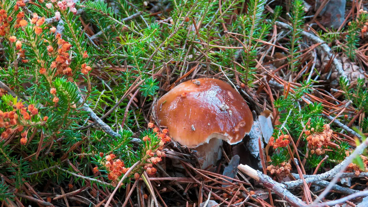 Ejemplar de boletus edulis en los montes de Soria. Foto: Lucía Sánchez.