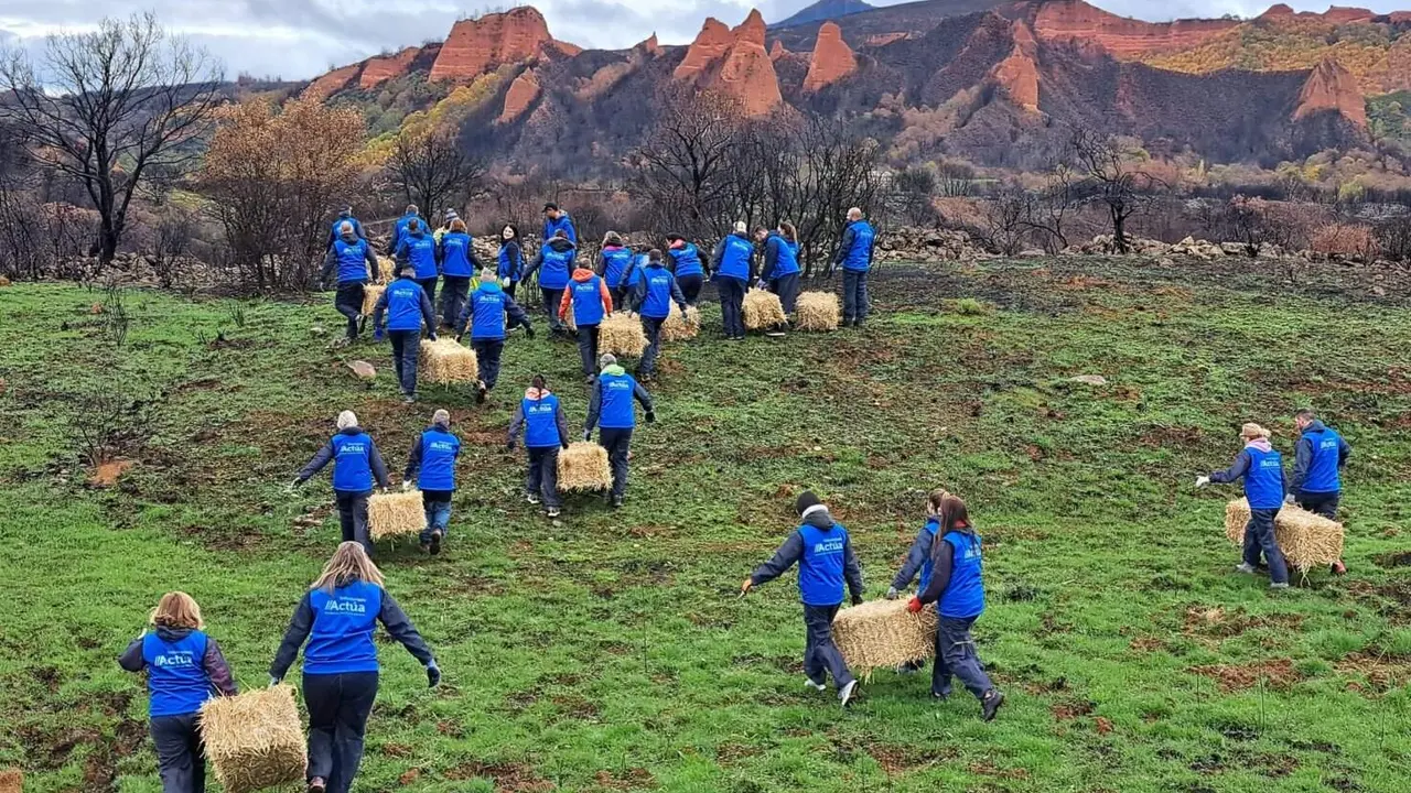 El voluntariado de Abanca y Afundación trabaja en la protección de los suelos quemados en el entorno de Las Médulas.