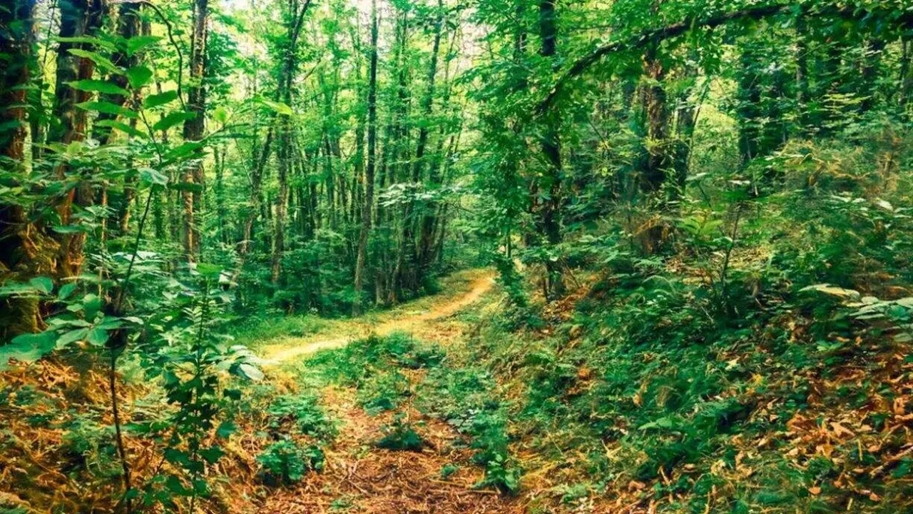 Soto de Villar de los Barrios 1