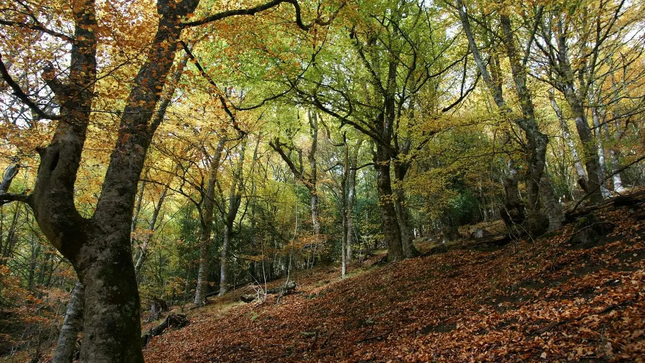 Imagen de una de las zonas de hayedo en el bosque de Rioscuro de Laciana.
