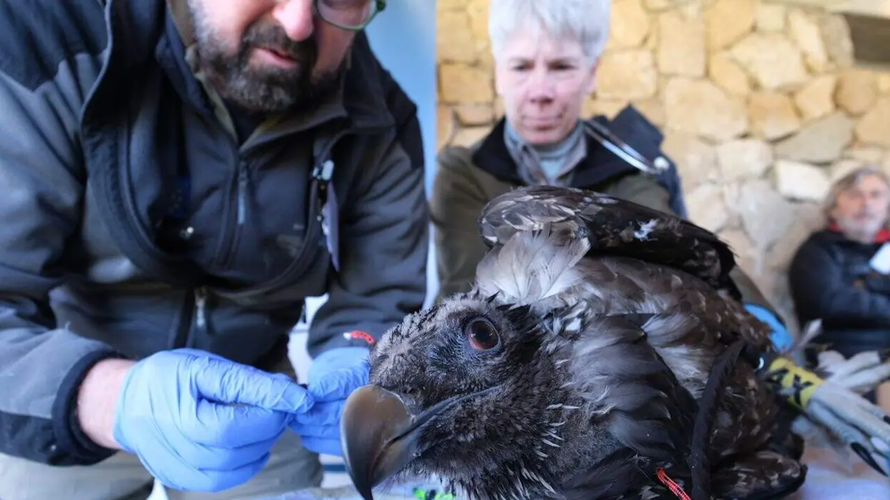 Trasladados al Parque Nacional Sierra de Gredos dos ejemplares nuevos de quebrantahuesos procedentes del Parque Nacional de Ordesa y Monte Perdido