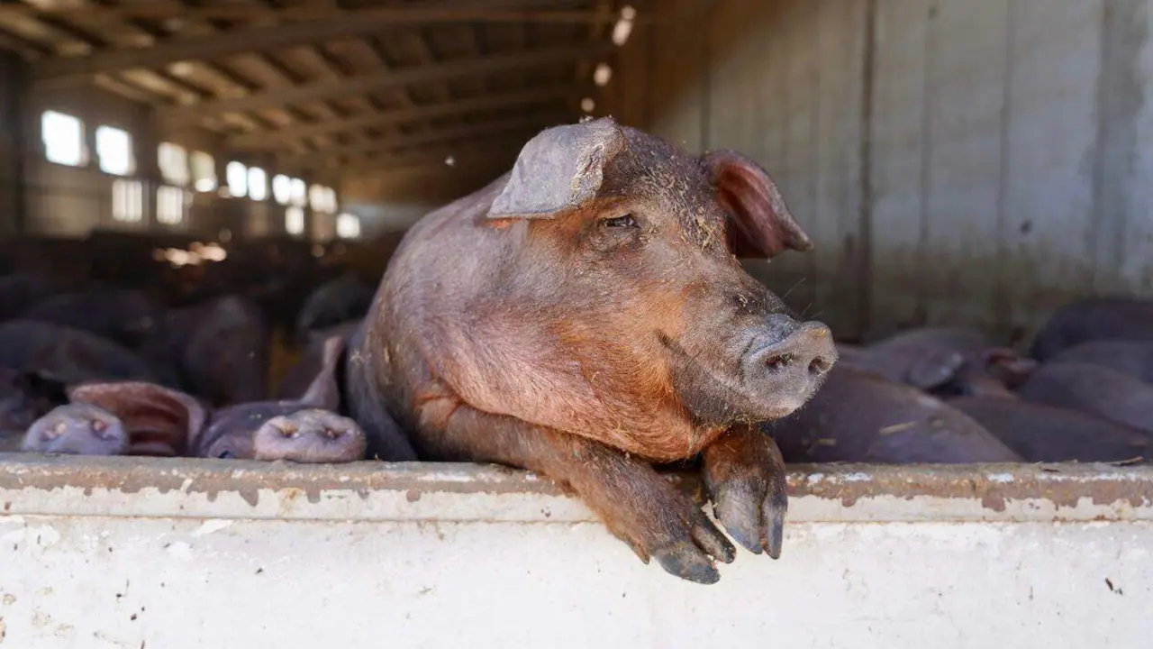 Explotación de ganado porcino en Cogeces del Monte