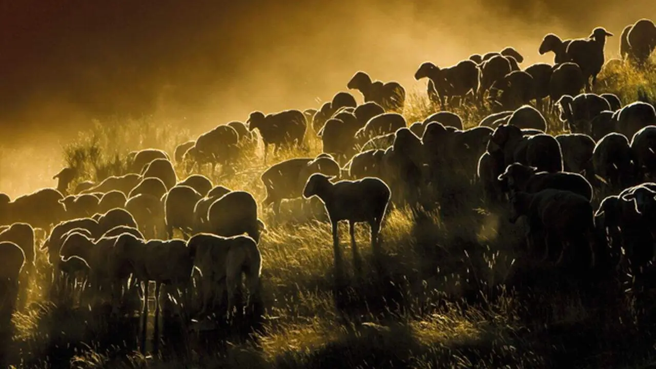 MERINAS  Y LA INDUSTRIA DE LA LANA 1